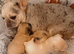 Full fluffy pink French bulldogs pet price