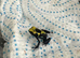 Dart froglets