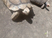 Sulcata male tortiose
