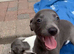 Blue kennel club registered whippet pups
