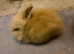 Dm lionhead Doe