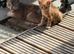 British shorthair kittens