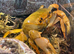1x Banana Crab
