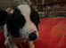 Cocker spaniel puppies READY NOW LAST BOY!!