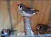Various zebra finch pairs available