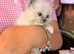 Adorable Ragdoll kittens