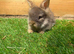 Baby angoras beautiful mix