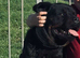 2-Year-Old Rottweiler Boy