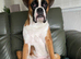 Boxer puppy