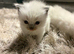 Ragdoll kitten 5 weeks old