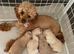 Toy maltiopoo