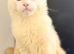 Maine coon kittens