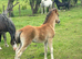 Registered Welsh Section C Filly Foal