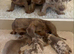 Dachshund puppies