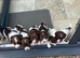 For sale &ndash; Superb KC Reg Pedigree English Springer Spaniel Puppies