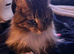 Long haired domestic cat