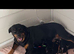 Rottweiler puppies