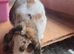 Stunning gorgeous girl mini lop