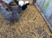 Polish pullets 18weeks