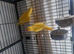 Lutino ringnecks