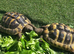 Two Hermann&rsquo;s Tortoises Looking for Their Own Kingdoms