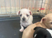 Beautiful smooth hair chihuahua puppies