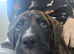 2 beautiful Lurcher x Boxer