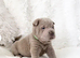 Lilac Shar-Pei Puppies For Sale
