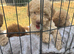Toy poodls
