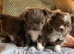 Beautiful long haired puppies for sale