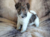 Quality Wire Fox Terrier Pups Available to 5* Homes.