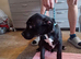 Rottweilerx pocketbully