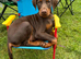 Beautiful family dobermanns *4 pups 1 girl 3 boys*