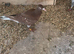 Pigeons for sale!