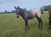 Registerd Appaloosa x warmblood