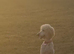 Goldendoodles due soon