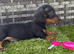 8 weeks oldMiniature dachshunds boys