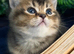 Pure Breed Scotish Straight/Fold Kittens. Delivery available.