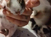 Kittens ready in 6 weeks