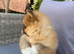 KC ORANGE SABLE POMERANIAN GIRL