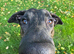 F1 Bullherder