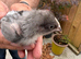 Black rock and bluebell Chicks