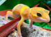 Mandarin Tangerine Leopard Gecko at Birmingham Reptiles
