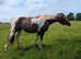 Coloured welsh x sport horse