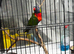 Rainbow Lorikeet