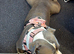 Female Staffordshire Bull Terrier X