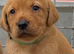 Beautiful Labrador Puppies Looking for Loving Homes