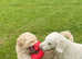 Multigenerational Goldendoodle for Stud