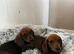 Miniature dachund