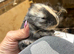 Beautiful pure bred mini lop babies - super temperaments